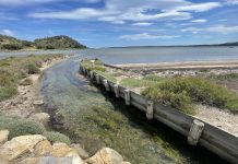 Balade aux Salines de Peyriac-de-Mer : entre eau, bois et lumière