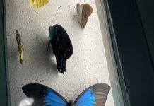 Micropolis : la Cité des Insectes, entre voyage touristique et aventure pédagogique