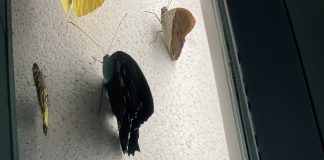 Micropolis : la Cité des Insectes, entre voyage touristique et aventure pédagogique